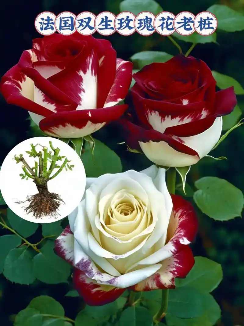 法国双生玫瑰花室内盆栽植物,阳台花卉庭院种植必备!无需担心寒冷天气