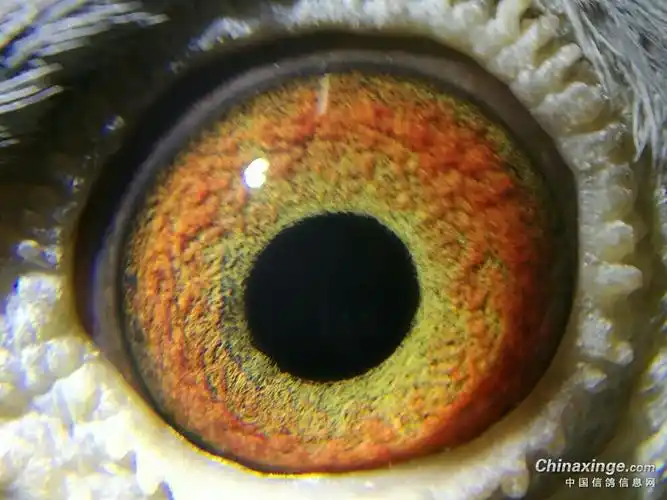 全是黄眼