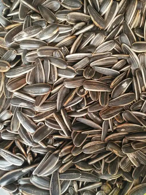 五香瓜子,特价5.8元/斤