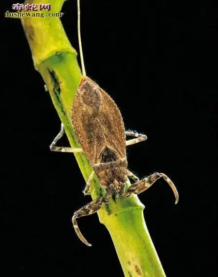 水蝎子水蝎子有毒吗水蝎子能吃吗