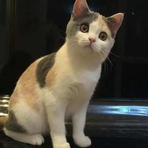 英国短毛猫15种颜色大集合别再以为虎斑纹的只有美短了