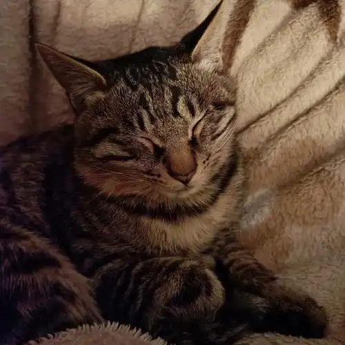 中华田园猫狸花猫