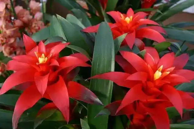 十二生肖养什么植物最旺财运你属于哪种植物