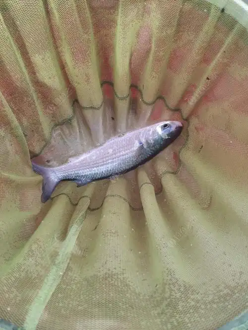 终于钓到了鲻鱼(乌头鱼)