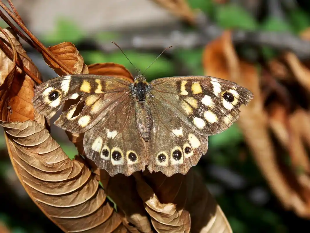 ai共创计划# ai写文章测试 近日,安徽省发现了中国最大的蝴蝶,这一