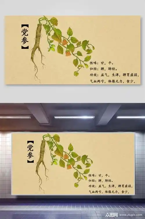 党参本草纲目中草药介绍展板