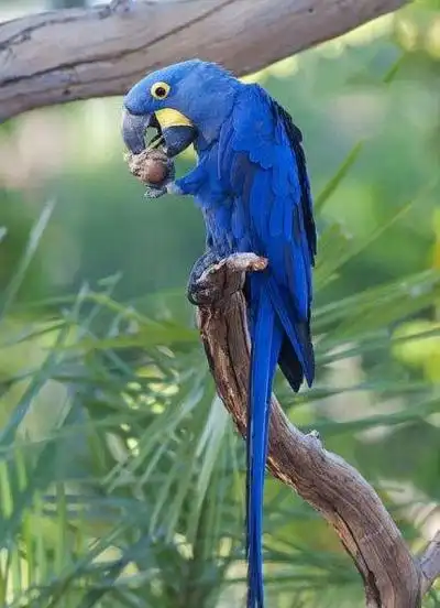 紫蓝金刚鹦鹉(全世界最大的鹦鹉)_尚可名片