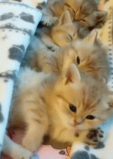 225_317gif 动态图 动图