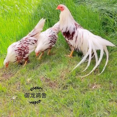 日本横滨鸡雅酷哈马长尾鸡种蛋青年进口宠物观赏鸡10月16日前发货【5