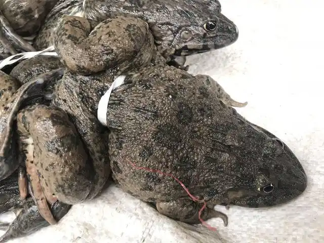 貌丑野生大石蛙食用需有大胆量