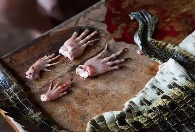 恐怖活剥鳄鱼皮卖出天价 偷猎者的利益杀戮