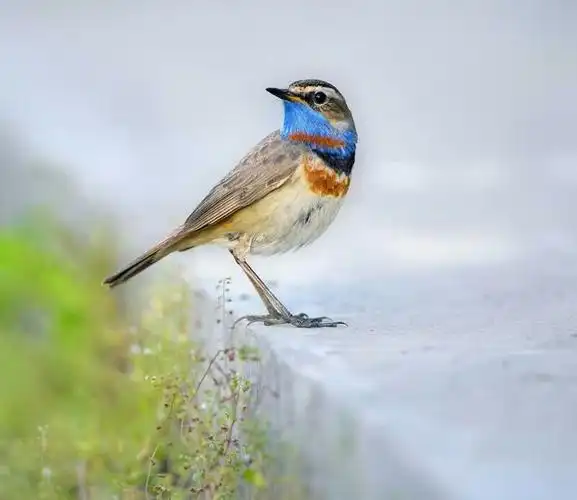 04我的野生动物邻居从未见过此鸟9191912017-06-02梳羽很漂亮!