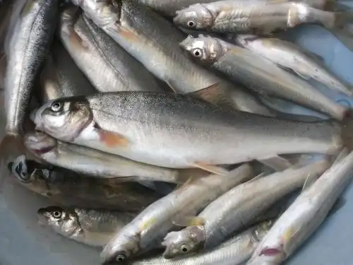 细鳞子-东北网黑龙江-东北网