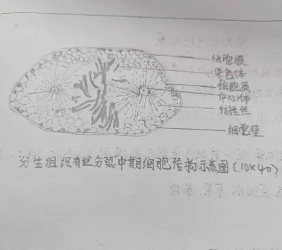 洋葱细胞中期细胞,蚕豆叶片下表皮细胞