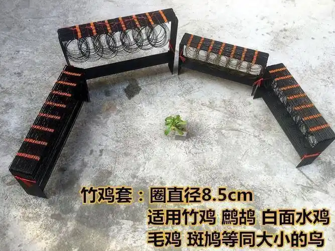 竹鸡标本 水鸡白面 毛鸡假煤包邮幼儿教学用品家具摆设等用途