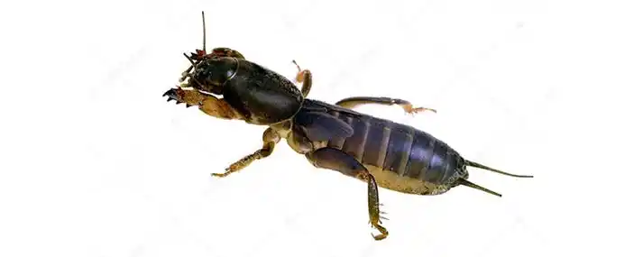 像蟑螂一样的小黑虫是什么虫