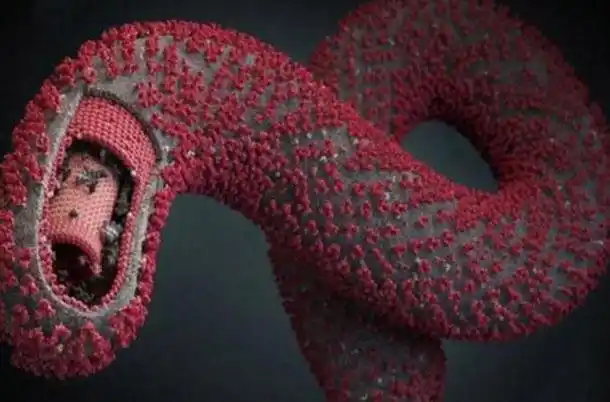 世界上三大超级病毒:埃博拉病毒致死率很高