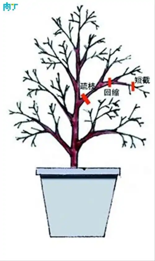 栀子花修剪方法图解