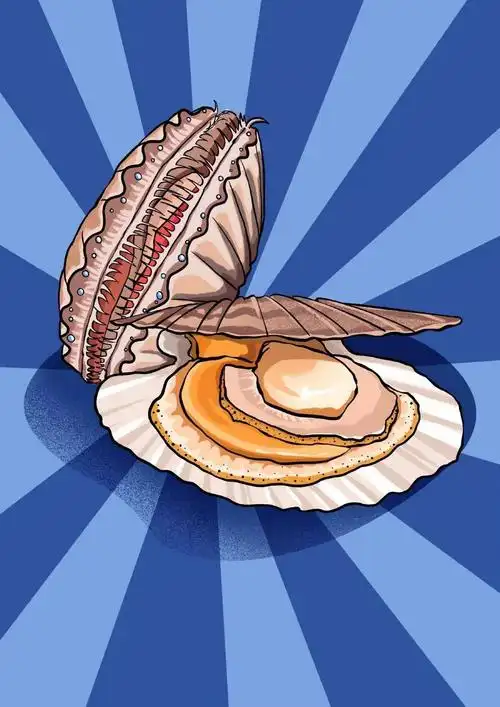 科学密探 | 扇贝坐拥眼睛200 ,为什么我们却没有注意到?