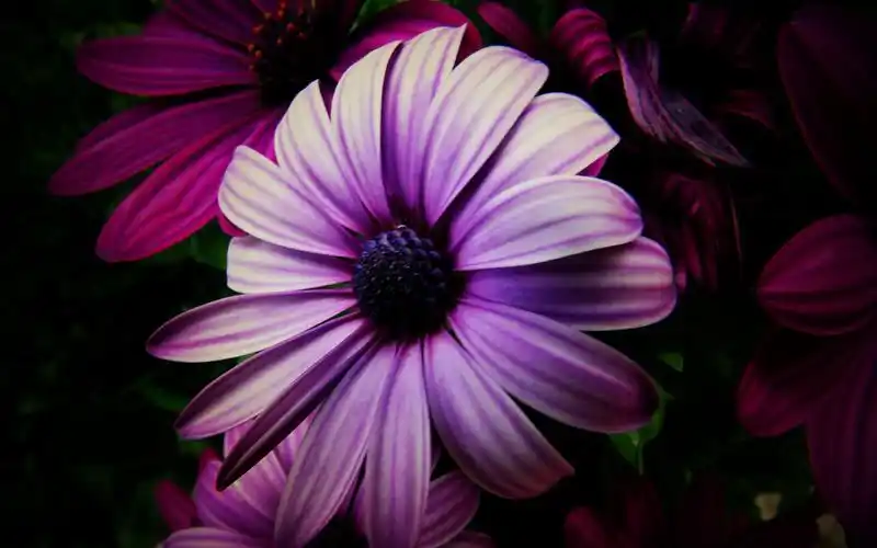 清新唯美菊花电脑桌面壁纸