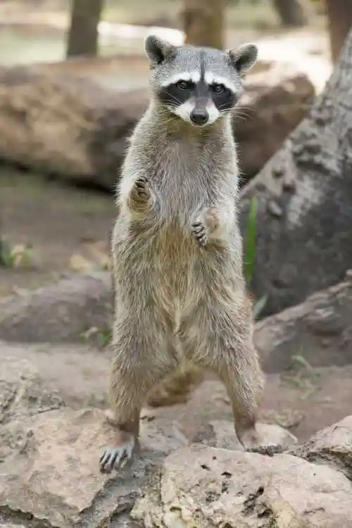 可爱小浣熊特写