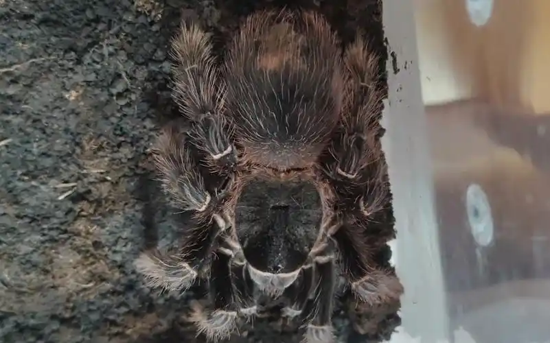 巴伊亚猩红成体母和所罗门成体公开箱视频