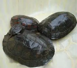 长宁法院判处"奇葩"刑事案件:做这些事可能犯罪