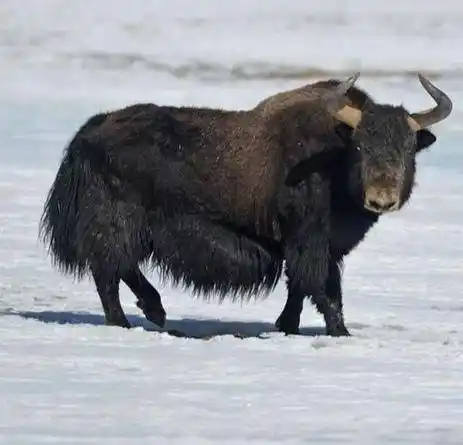 青藏高原霸主藏野牛:轻松顶翻一辆车_哺乳动物_生活_我国
