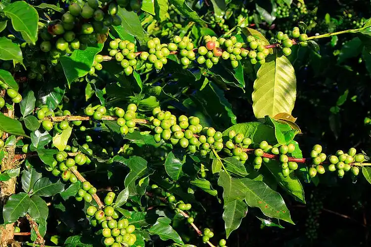 咖啡树上的生咖啡豆