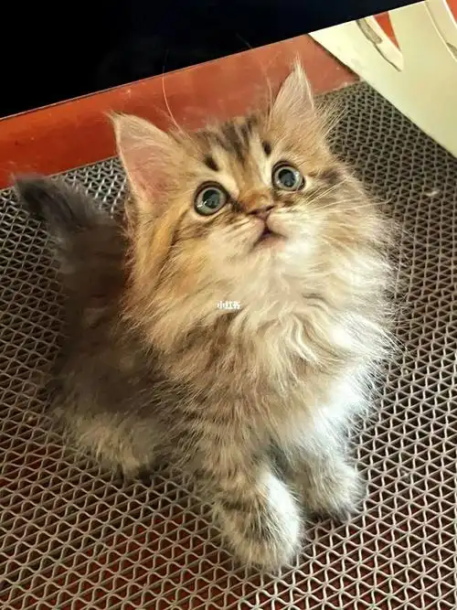 长毛金虎斑高地找家长