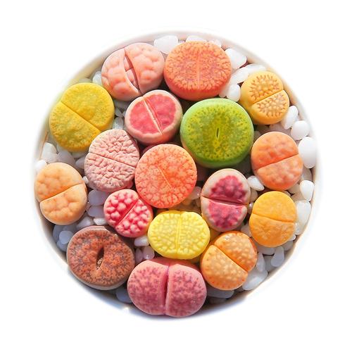 多肉植物生石花组合拼盘新手套装屁股花pp花石头花石生花肉肉