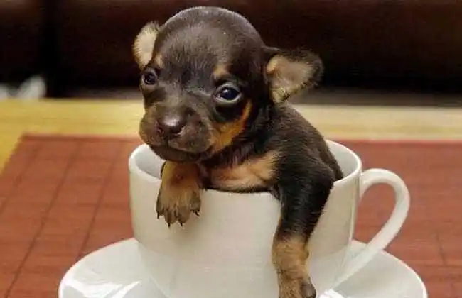 茶杯犬怎么养?