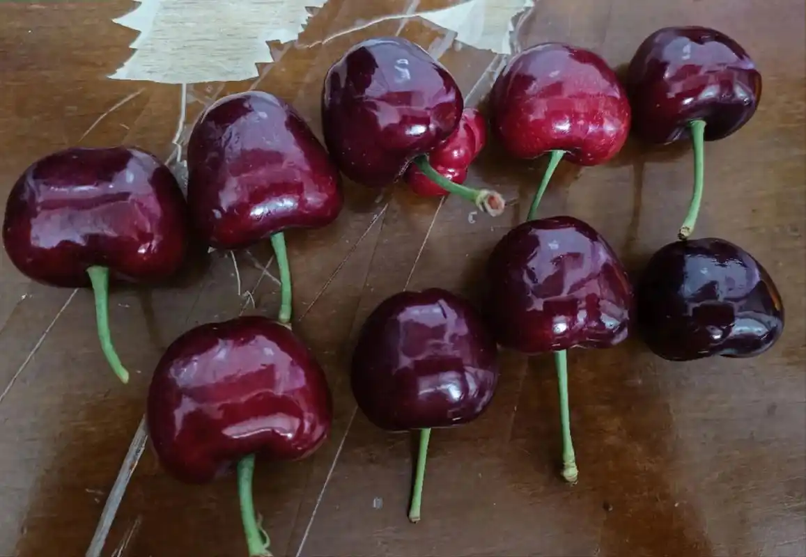 车厘子96想吃的吗.来了正事来了91 套袋大樱桃不仅好吃,还 - 抖音