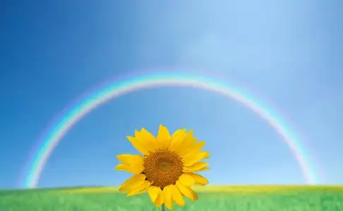 蓝蓝的天空和彩虹向日葵照片
