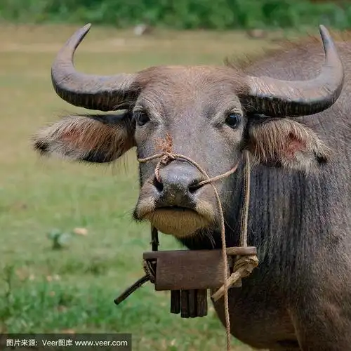 水牛
