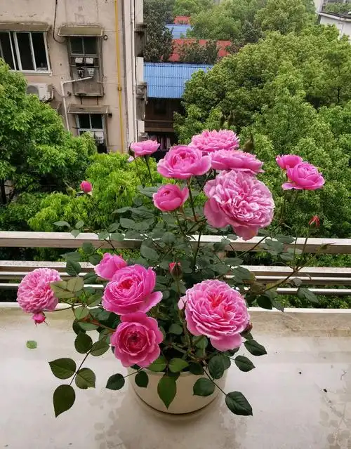 铃之妖精月季优缺点灌木铃之妖精抗病性强特点值得入手