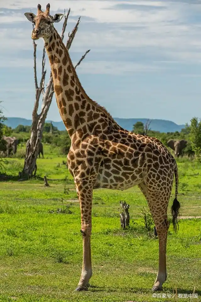 长颈鹿是站着睡觉的,你知道吗?