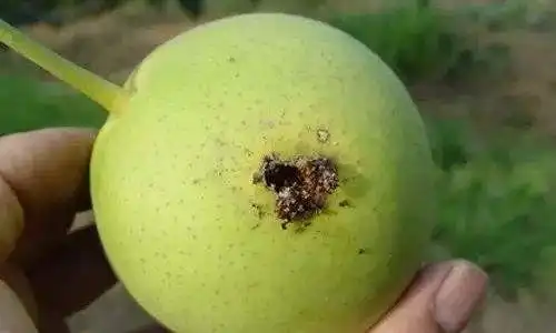 带你了解桃小食心虫的危害和处理