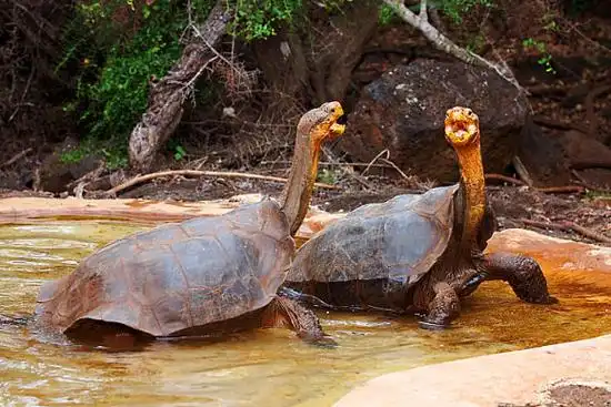 p>艾斯潘诺拉岛象龟(学名: i>chelonoidis hoodensis /i>):是爬行纲