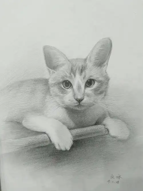 素描手绘我的小猫咪