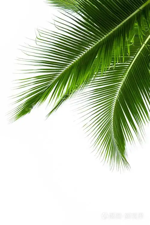 孤立的白色背景上的椰子树上的树叶