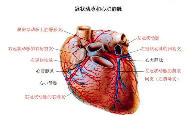 除血管狭窄,冠脉慢血流也会引发心绞痛!吸烟,肥胖都是高危因素