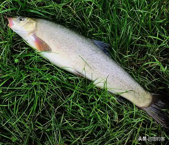 冷水鱼大全品种,新手养鱼冷水养有哪些品种好