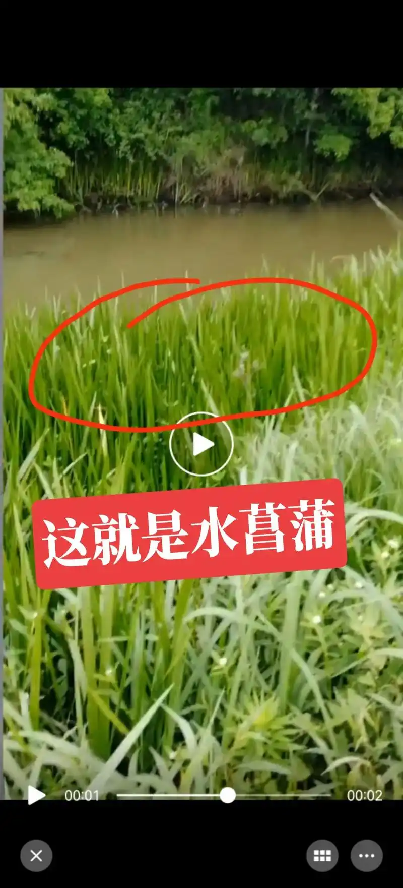 水菖蒲与石菖蒲区别 大家看清楚了#一份耕耘一份收获 #农村# - 抖音