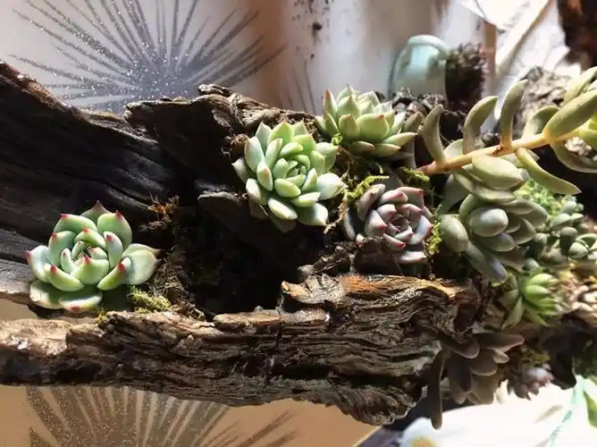 枯木偶遇多肉