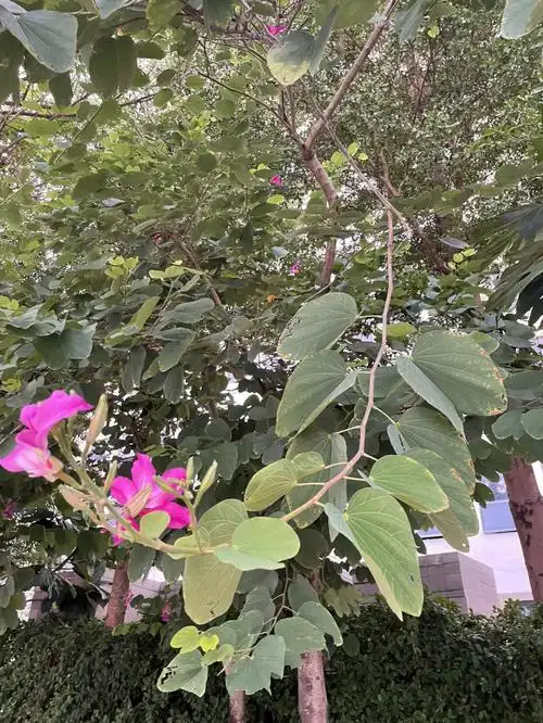 每天学习一种植物15红花羊蹄甲