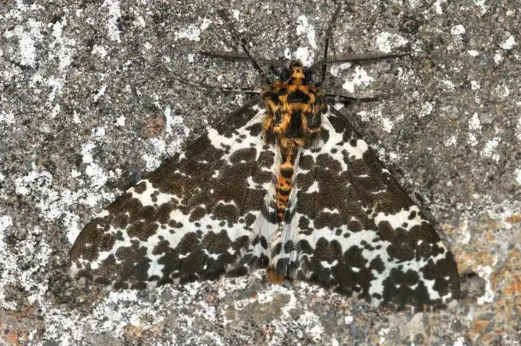 arichanna picaria 溅沫星尺蛾