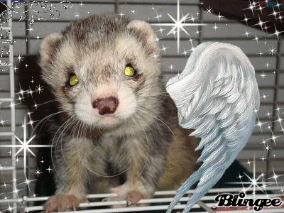 雪貂图片天使火山灰gif动图_动态图_表情包下载_soogif