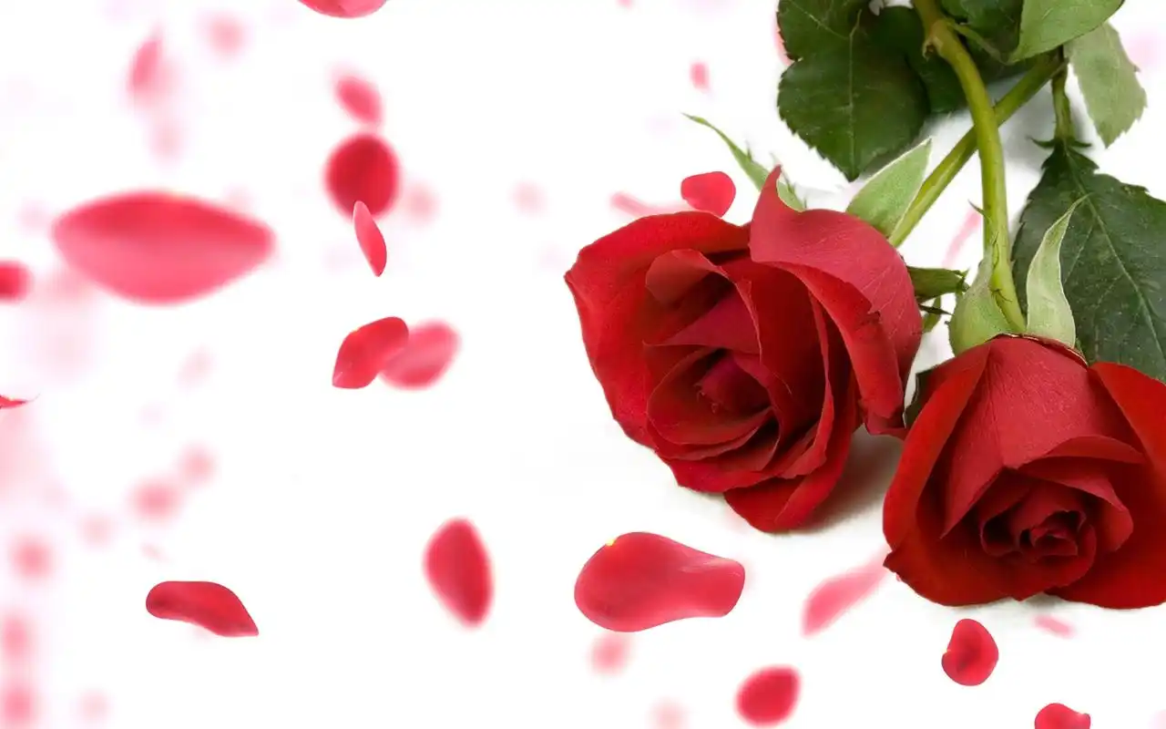 浪漫七夕情人节唯美红色玫瑰电脑壁纸图片高清大图预览1920x1200_节日