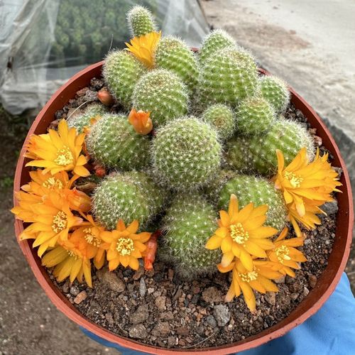 多头开花金蝶仙人球群生 宝山属室内盆栽防辐射植物花卉 新手好养